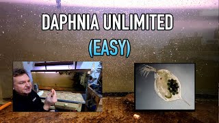 How I Raise Daphnia Water Fleas And You Can Too [upl. by Esdnil]