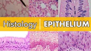 Histology  Epithelium [upl. by Belcher]