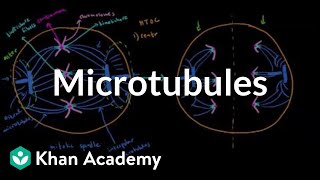 Microtubules  Cells  MCAT  Khan Academy [upl. by Lanti747]