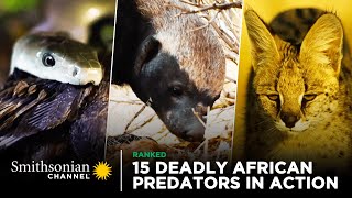 15 Deadly African Predators in Action 🦁 Smithsonian Channel [upl. by Aehtorod]