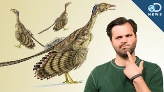 How Did Dinosaurs Evolve Into Birds [upl. by Eb]