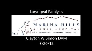 Laryngeal Paralysis in Dogs [upl. by Anav653]