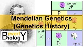 Mendelian Genetics Genetics History [upl. by Andreas]