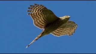 Sparrowhawk Bird Call Bird Song [upl. by Cogswell]