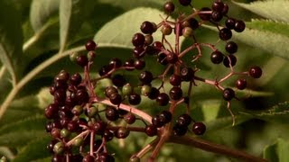 Elderberry Health Benefits MU CAFNR [upl. by Euseibbob]