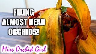 Orchid Bud BlastWhat to do When Orchid Buds Shrivel and Fall [upl. by Ibrik]