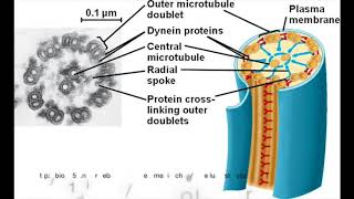 How Flagella Move  Bacteria vs Eukaryotes [upl. by Gruver556]