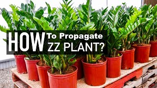 ZZ Plant Propagation  Water versus Soil Propagation  Indoor Plants [upl. by Macdermot]