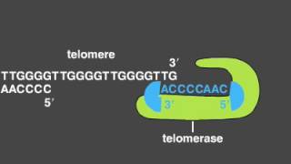 Telomere Replication [upl. by Sezen532]