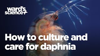 Caring and Culturing for Daphnia [upl. by Lehet]