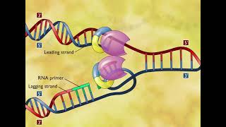 DNA Replication 3D Animation [upl. by Wendell]