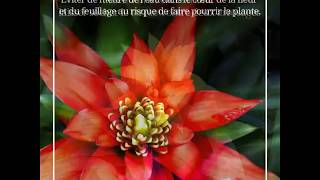 Comment entretenir le guzmania  par Florajet [upl. by Kaycee139]