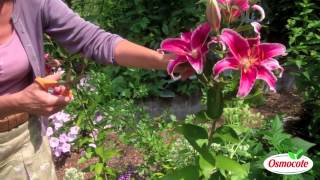 How To Prune Lilies [upl. by Treb]