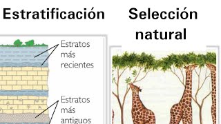 Estratificación y la selección natural  Ciencias Naturales [upl. by Eilra]