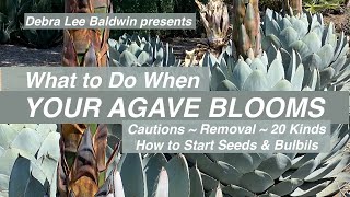 When Your Agave Blooms Cautions Removal 20 Kinds How to Start Seeds and Bulbils [upl. by Hirst]