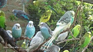 Budgerigars sounds  Parkieten geluiden  30 minutes of parakeet sounds [upl. by Nauaj]