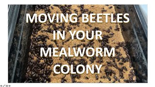 MEALWORM FARMING FOR BEGINNERS  Moving Beetles In Your Mealworm Colony [upl. by Rowena]