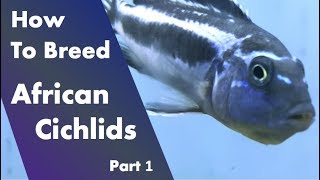 How to Breed African Cichlids  Before Starting Part 1 [upl. by Anir]