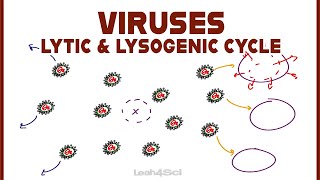 Lytic and Lysogenic Cycles of Virus Replication [upl. by Rothwell]