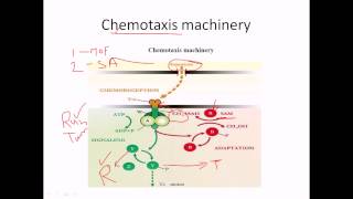 Chemotaxis of flagella [upl. by Anale]