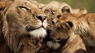 The Strongest LION PRIDE in Luangwa Valley  National Geographic Documentary 2020 Full HD 1080p [upl. by Mel655]