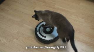 Cat shows HOW TO use iRobot Roomba Vacuum [upl. by Eugeniusz496]