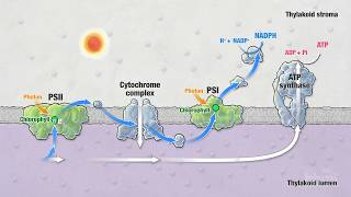 Photosynthesis Part 5 Light Reactions  HHMI BioInteractive Video [upl. by Eserrehs]