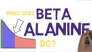 BETA ALANINE EXPLAINED  What is Beta Alanine [upl. by Ymmat525]