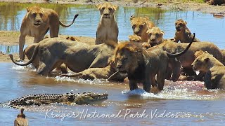 Lion Pride Vs Crocodile  Kruger National Park [upl. by Cart]