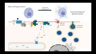 GPCR IP3 DAG pathway [upl. by Ruvolo]