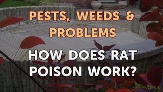 How Does Rat Poison Work [upl. by Rollo]