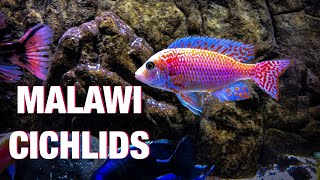 Guide to African Cichlid Care [upl. by Niamrahc]