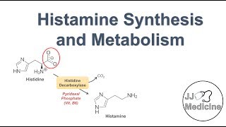 Histamine Synthesis and Metabolism Pathway [upl. by Gibbon]