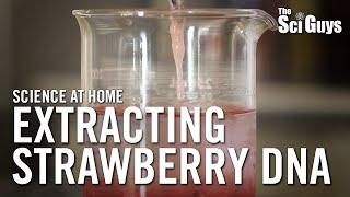 The Sci Guys Science at Home  SE2  EP15 Extracting Strawberry DNA [upl. by Enneiluj]