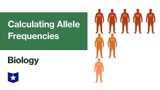 Calculating Allele Frequencies  Biology [upl. by Adiel]