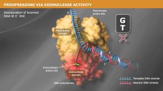 DNA Replication with a Proofreading Polymerase [upl. by Okwu126]