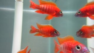 How To Breed African Cichlids [upl. by Frame400]