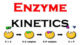 Enzyme kinetics animation [upl. by Foy]