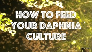 How To Feed Your Daphnia Culture [upl. by Ailyn746]