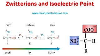 Zwitterions And Isoelectric Point  Isoelectric pH of Amino Acids [upl. by Aelsel]