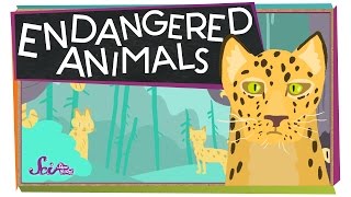 Endangered Animals [upl. by Akenn]