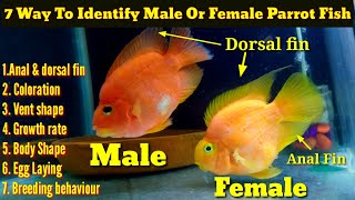 7 Way To Identify Male Or Female Parrot Fish [upl. by Caron]