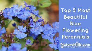 Top 5 Most Beautiful Blue Flowering Perennials  NatureHillscom [upl. by Corene]