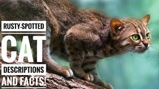 Rustyspotted cat  Descriptions and Facts [upl. by Darrel]