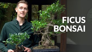 Ficus Bonsai tree care [upl. by Elaen786]