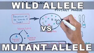 Wild Allele and Mutant Allele [upl. by Aicirtel]