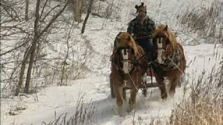 The Modern Horse Loggers of Minnesota [upl. by Akeimahs517]