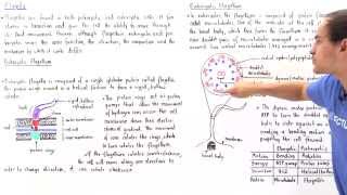 Prokaryotic vs Eukaryotic Flagella [upl. by Carleton]