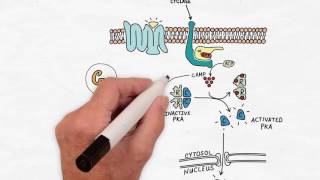 G Protein Signaling  Handwritten Cell amp Molecular Biology [upl. by Ramburt235]