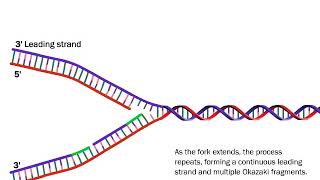 DNA Replication The Process Simplified [upl. by Herschel380]